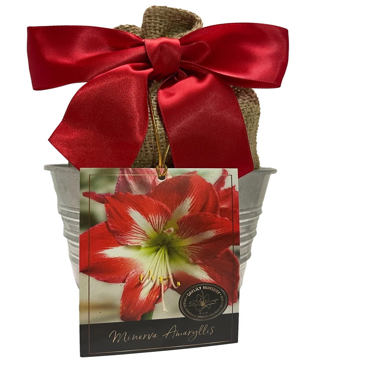 Amaryllis Minerva Growing Kit - Red & White Striped Flower Bulb with Rustic Pot - Indoor Plant