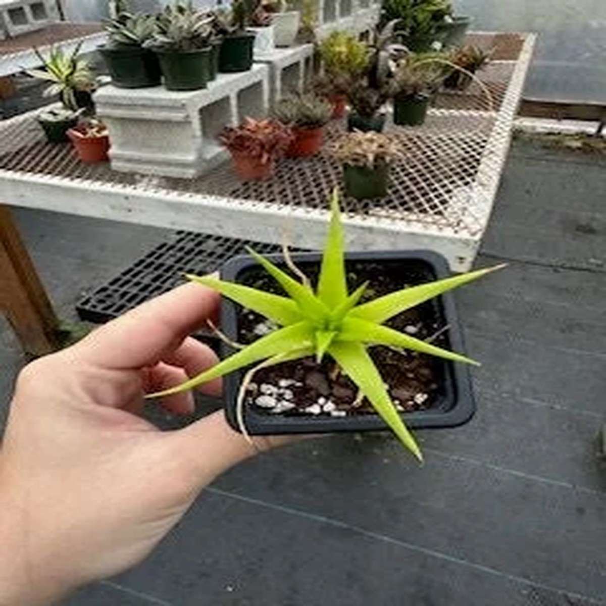Dyckia Naked Lady Succulent Plant (Dyckia marnier-lapostollei) - 2.5 inch Potted Live Plant - Indoor/Outdoor