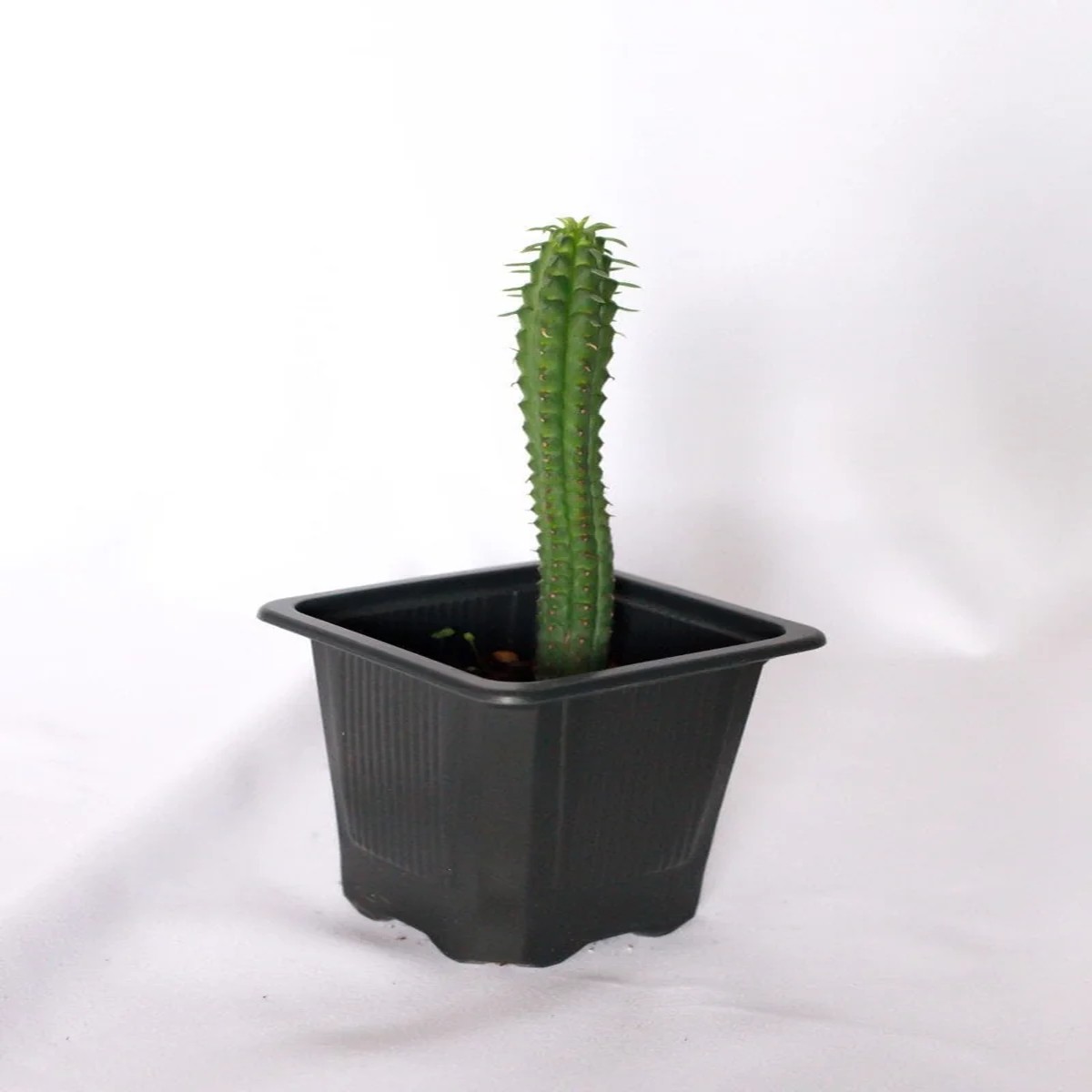 Eve's Pin Cactus Live Plant Austrocylindropuntia Subulata 2 inch Pot
