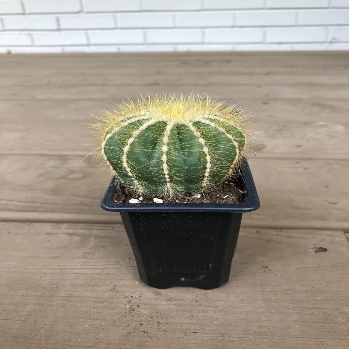 Notocactus Magnificus Balloon Cactus - 2.5 inch Potted Live Succulent Plant
