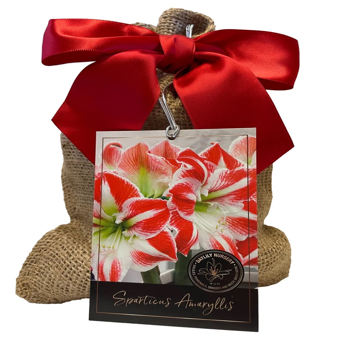 Sparticus Amaryllis Bulb - 24/26cm, Red & White Bicolor, Easy Grow Indoor Flower