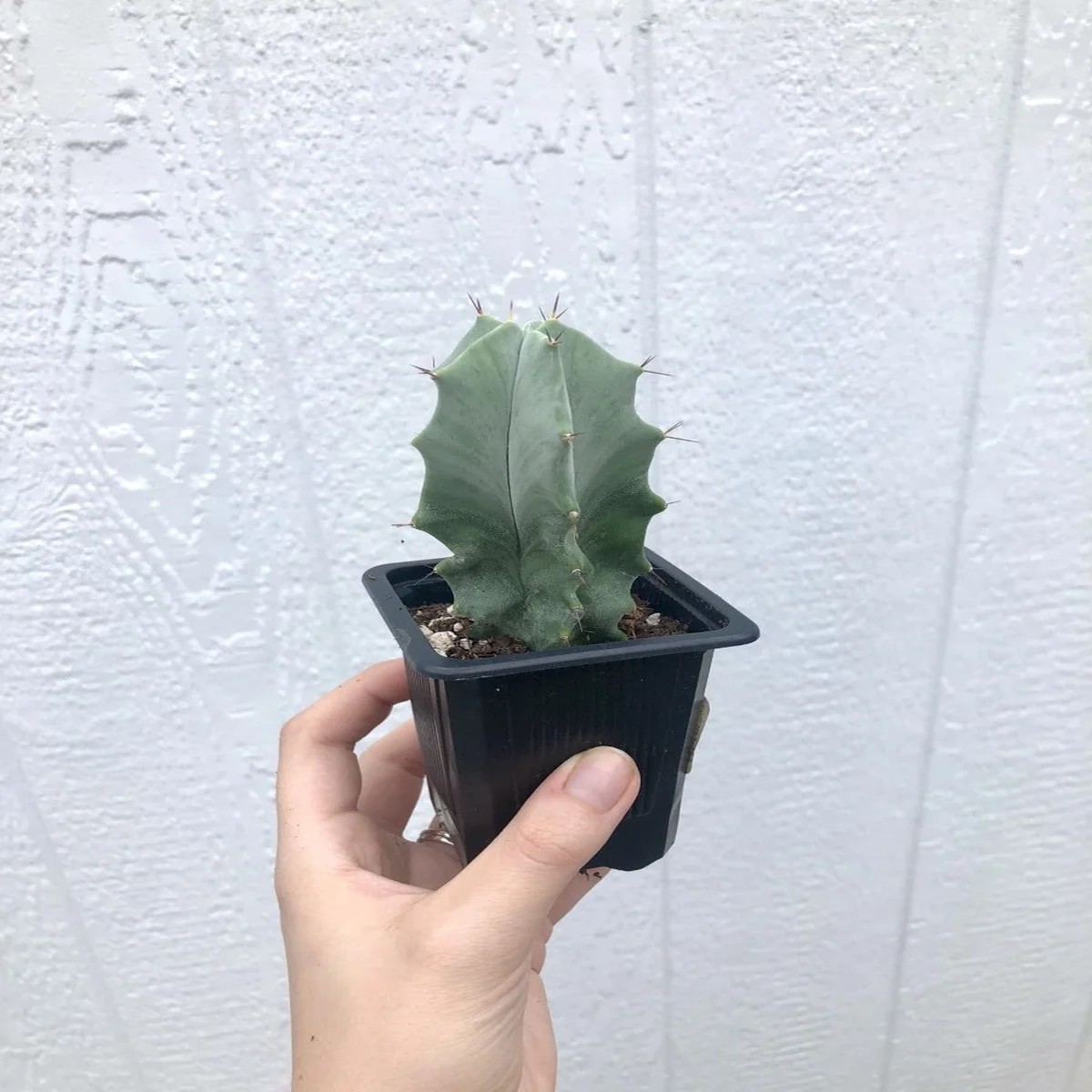 Stenocereus Pruinosus Gray Ghost Organ Pipe' Cactus Live Plant - 2.5 inch Potted Succulent
