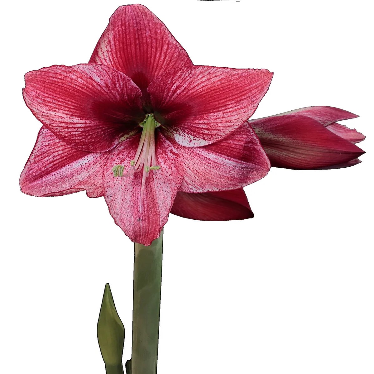 Waxed Amaryllis Bulb 28/32 - Easy Care Indoor Blooming Flower Bulb