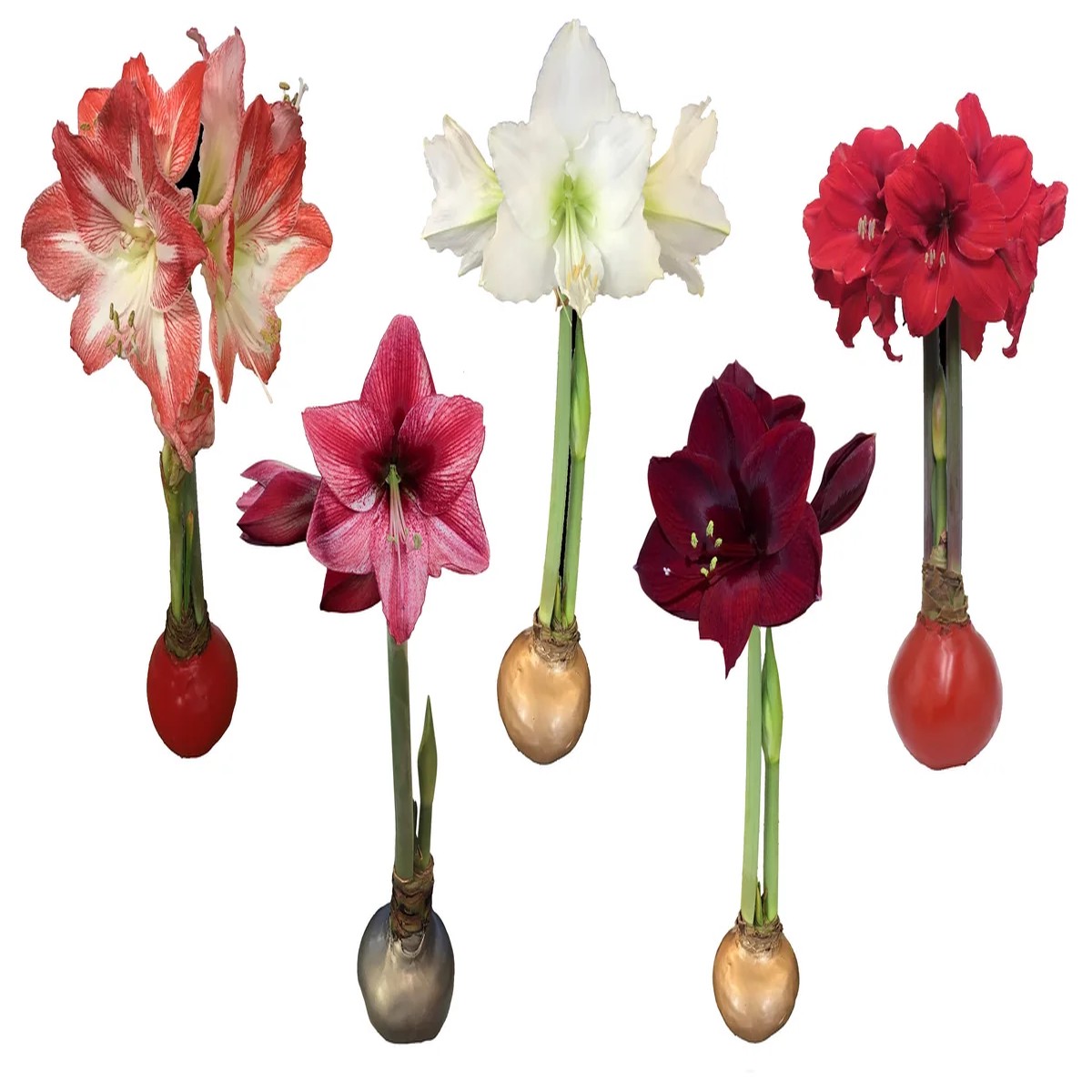 Waxed Amaryllis Bulb 5 Pack - Assorted Colors, 28-30cm, Indoor Holiday Plant