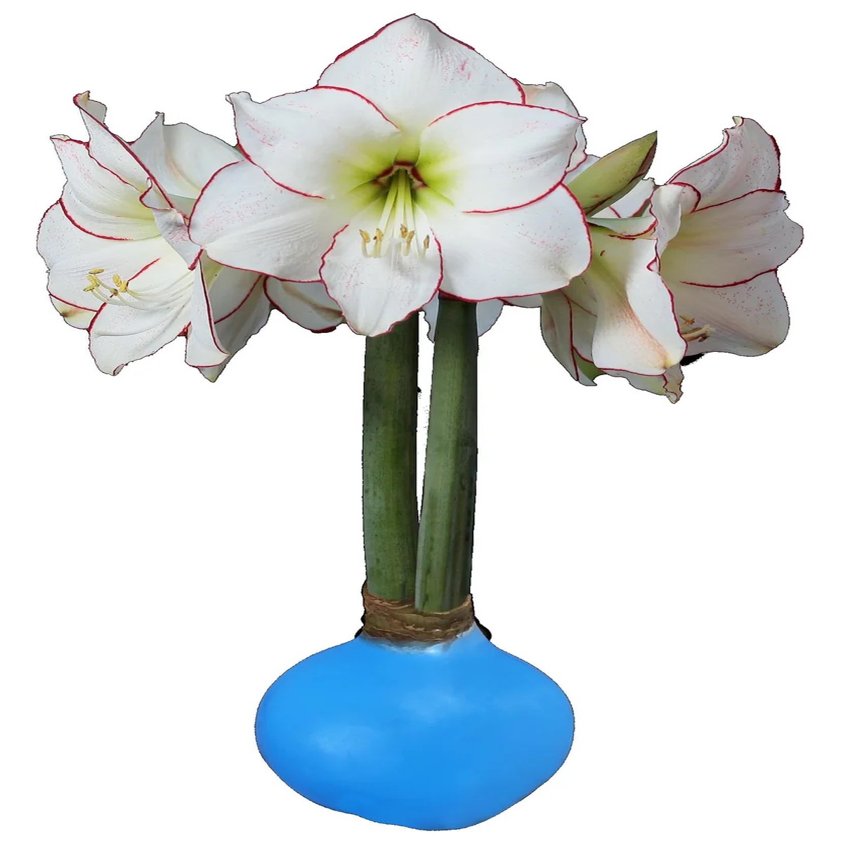 White Waxed Amaryllis Bulb, Picasso Variety, 32/34cm, No Water Needed, Indoor
