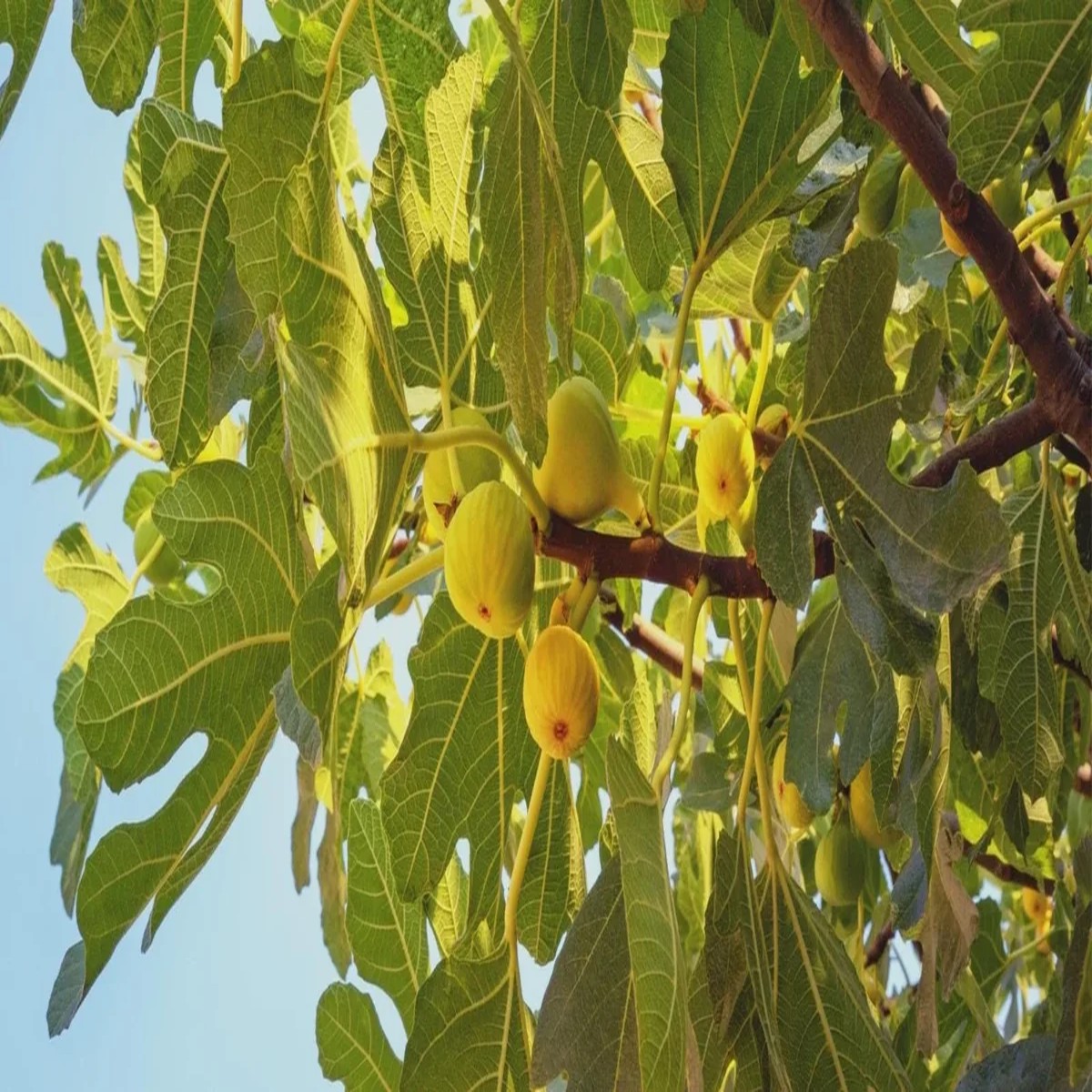 1 Yellow Long Neck Fig Tree Starter Plug - Ficus carica Live Plant