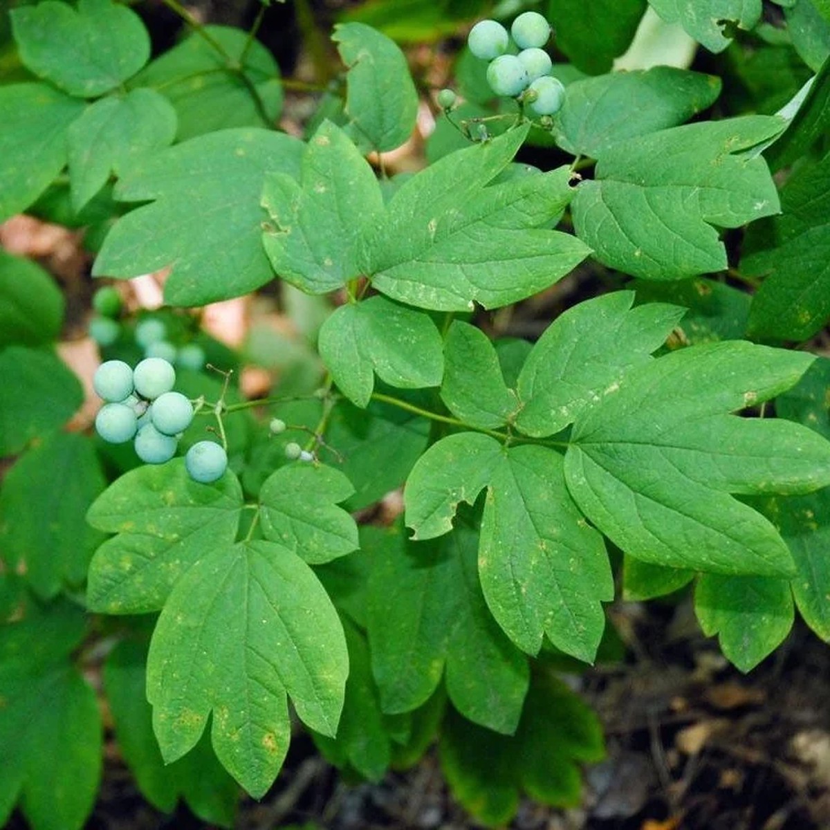 100 Blue Cohosh Bare Root Plants - Native Wildflower Perennial Caulophyllum Thalictroides