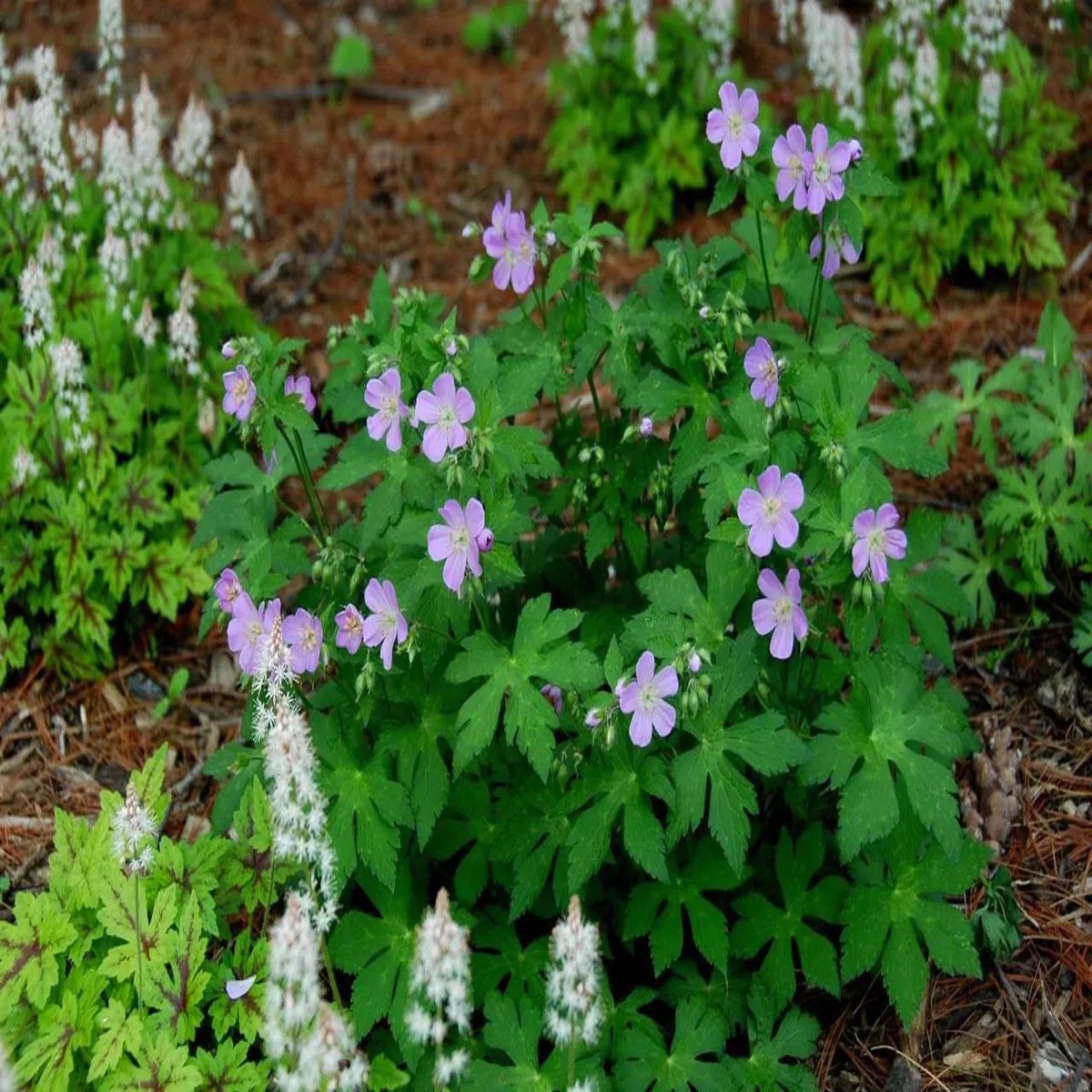 100 Wild Geranium Cranesbill Bare Roots - Organic Geranium Maculatum Plants
