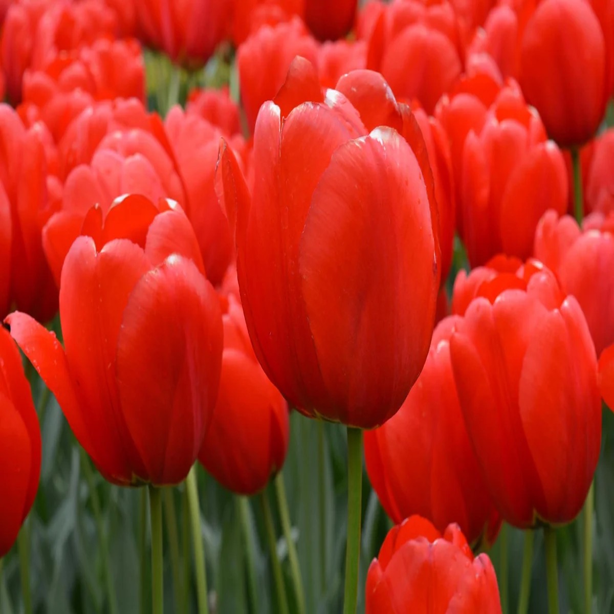 25 Darwin Hybrid Tulip Bulbs - Red-Orange Flowers, 22-24 in Tall