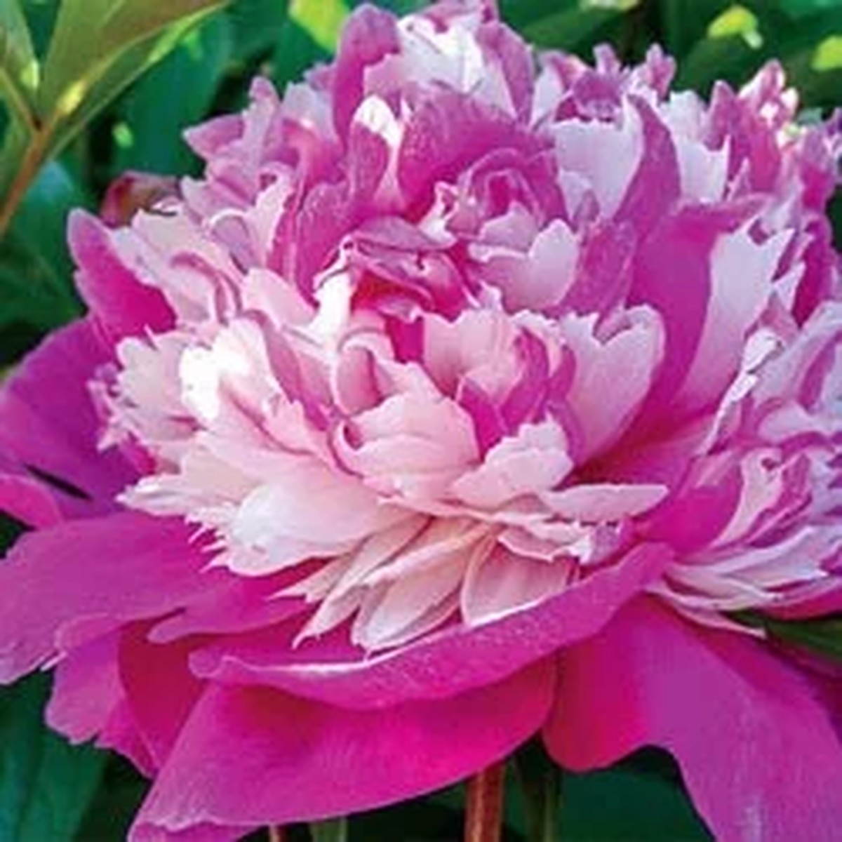 Peony Celebrity Live Plant - Paeonia lactiflora - Raspberry Pink Flowers - Outdoor