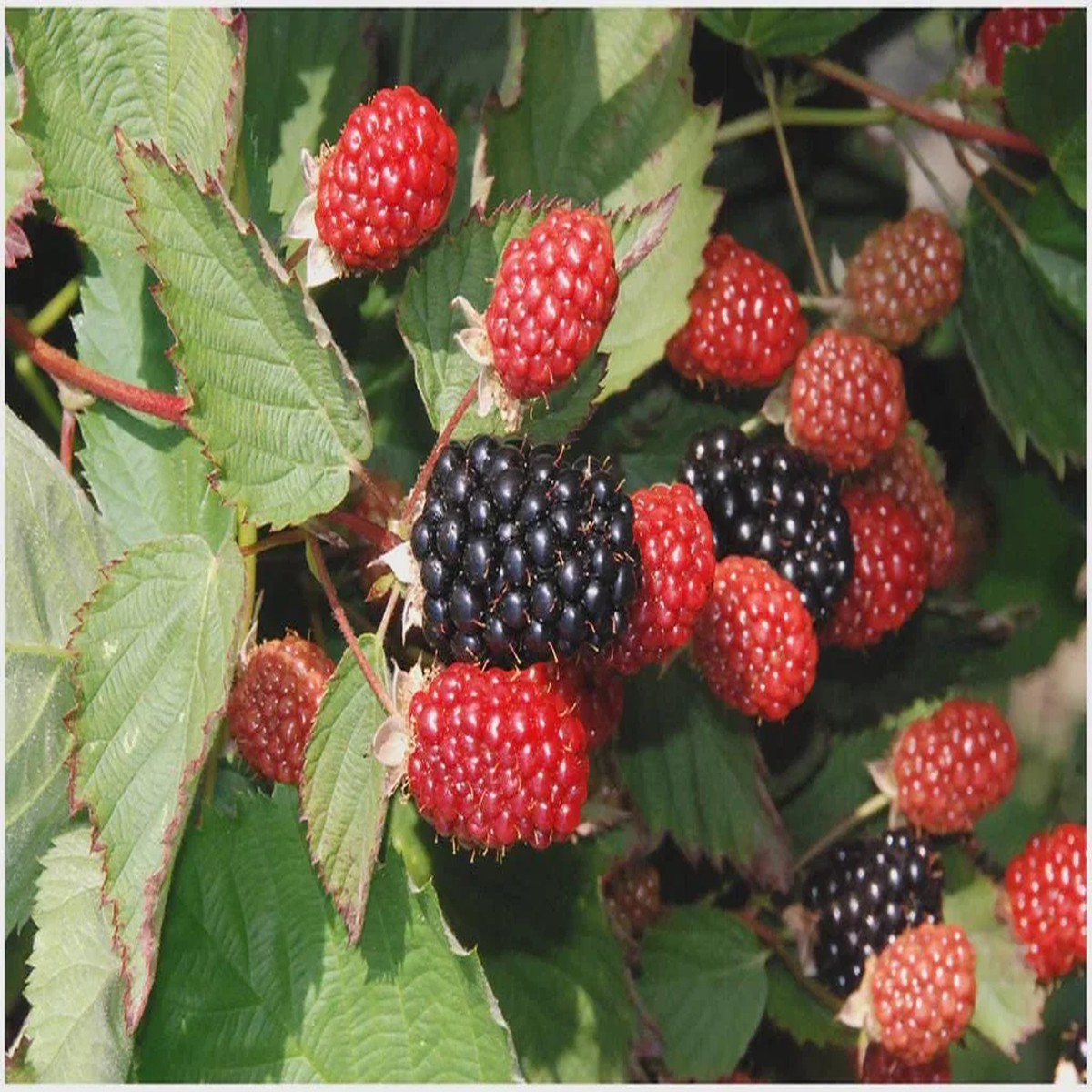 Twilight Blackberry Live Plant - 5 Thornless Rubus Starter Plug for Zones 4-9