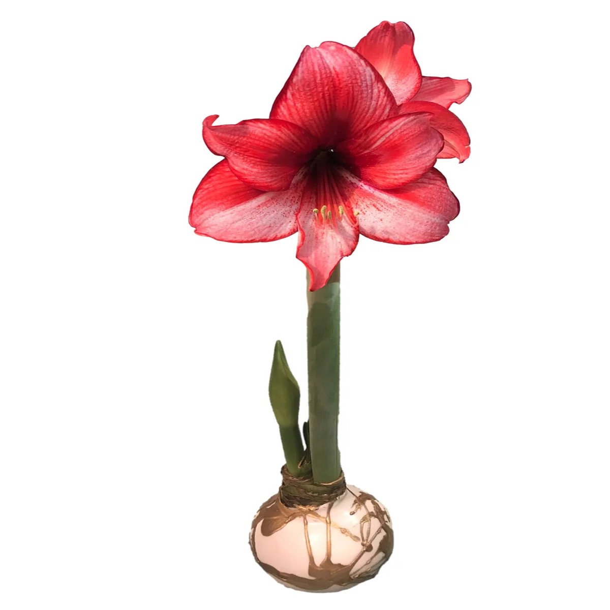 Waxed Amaryllis Bulb Charisma' White & Gold Splatter 34/36 cm Indoor Plant