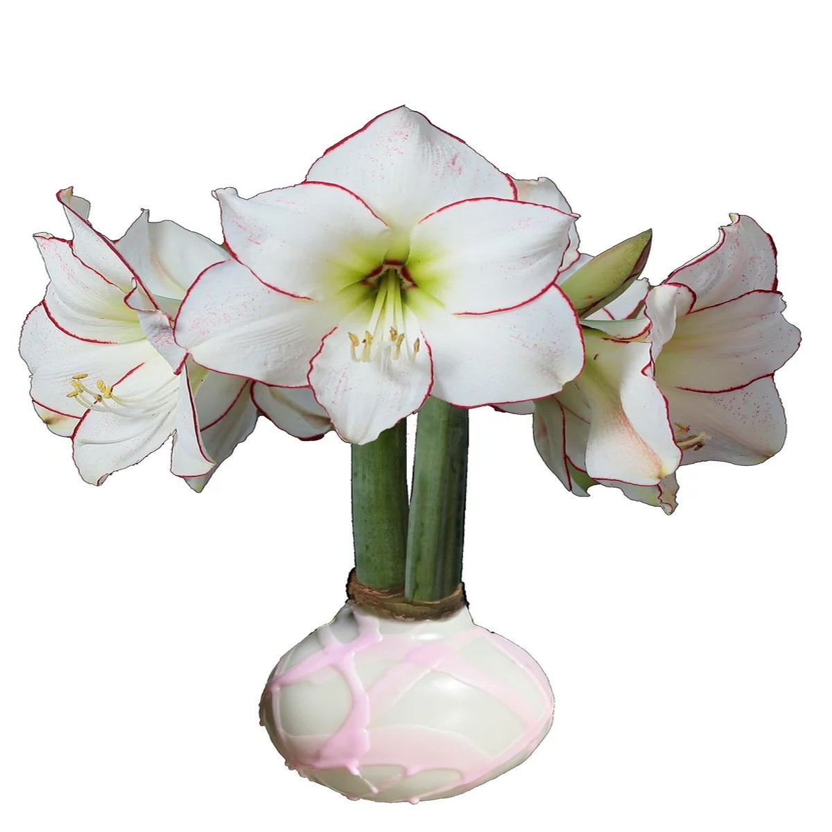 White Wax Amaryllis Bulb 32/34 cm - Pink Splatter Indoor Decor