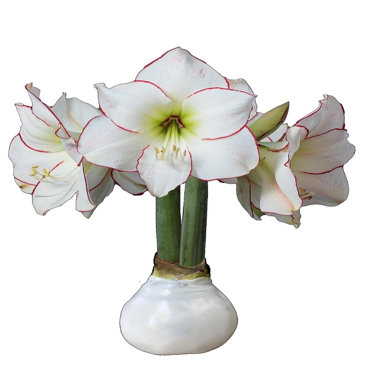White Wax Amaryllis Bulb, Picasso' Variety, 32/34cm, Indoor No Water