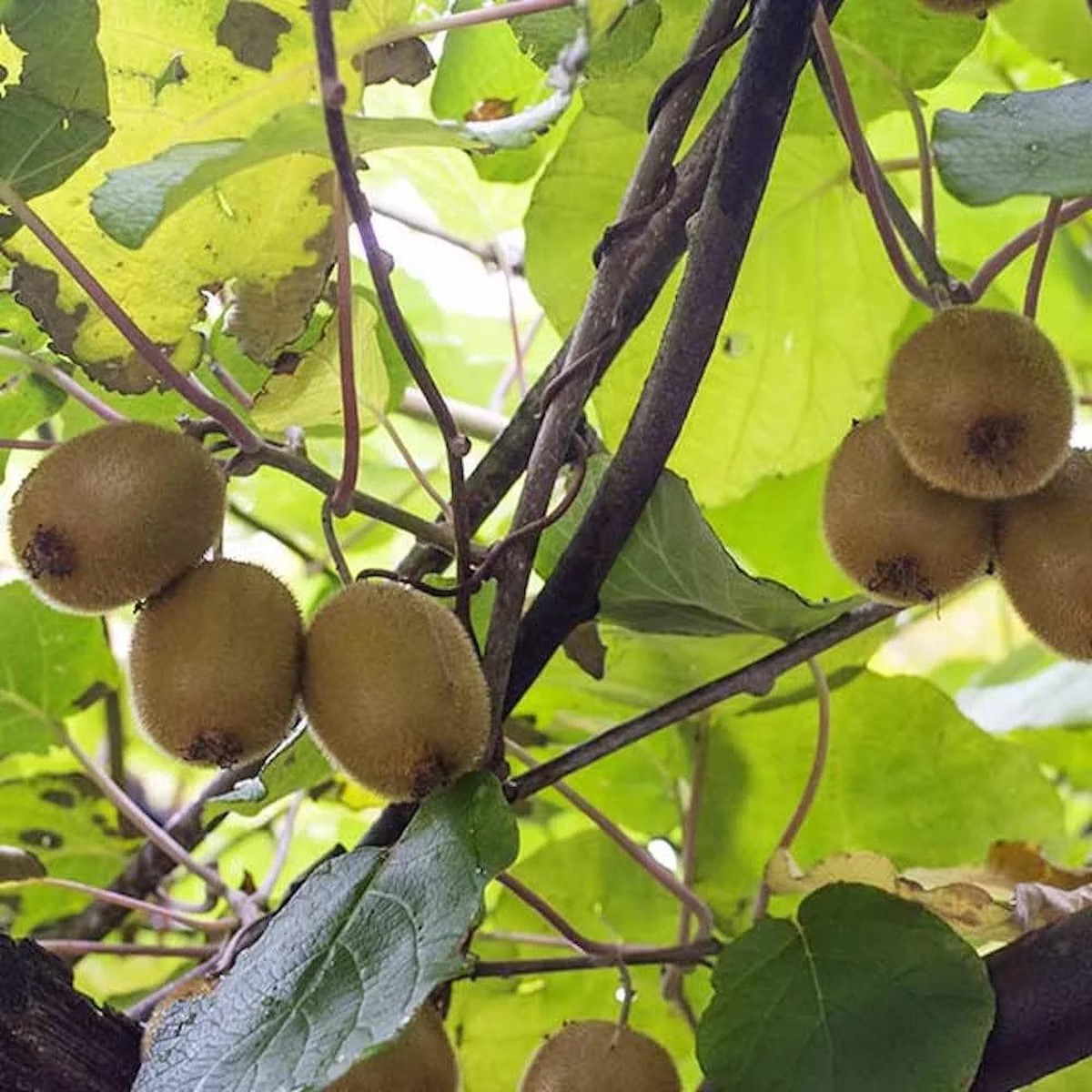 10 Vincent Kiwi Starter Plugs (Female) - Actinidia deliciosa Live Plant
