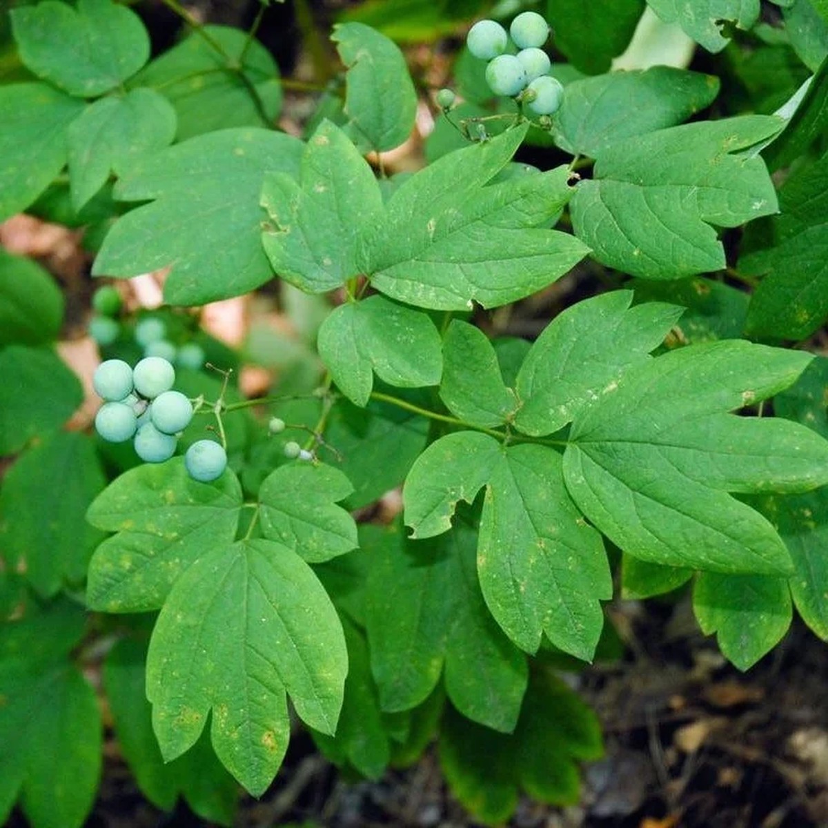 15 Blue Cohosh Bare Root Plants - Caulophyllum Thalictroides Organic Wildflower Perennial