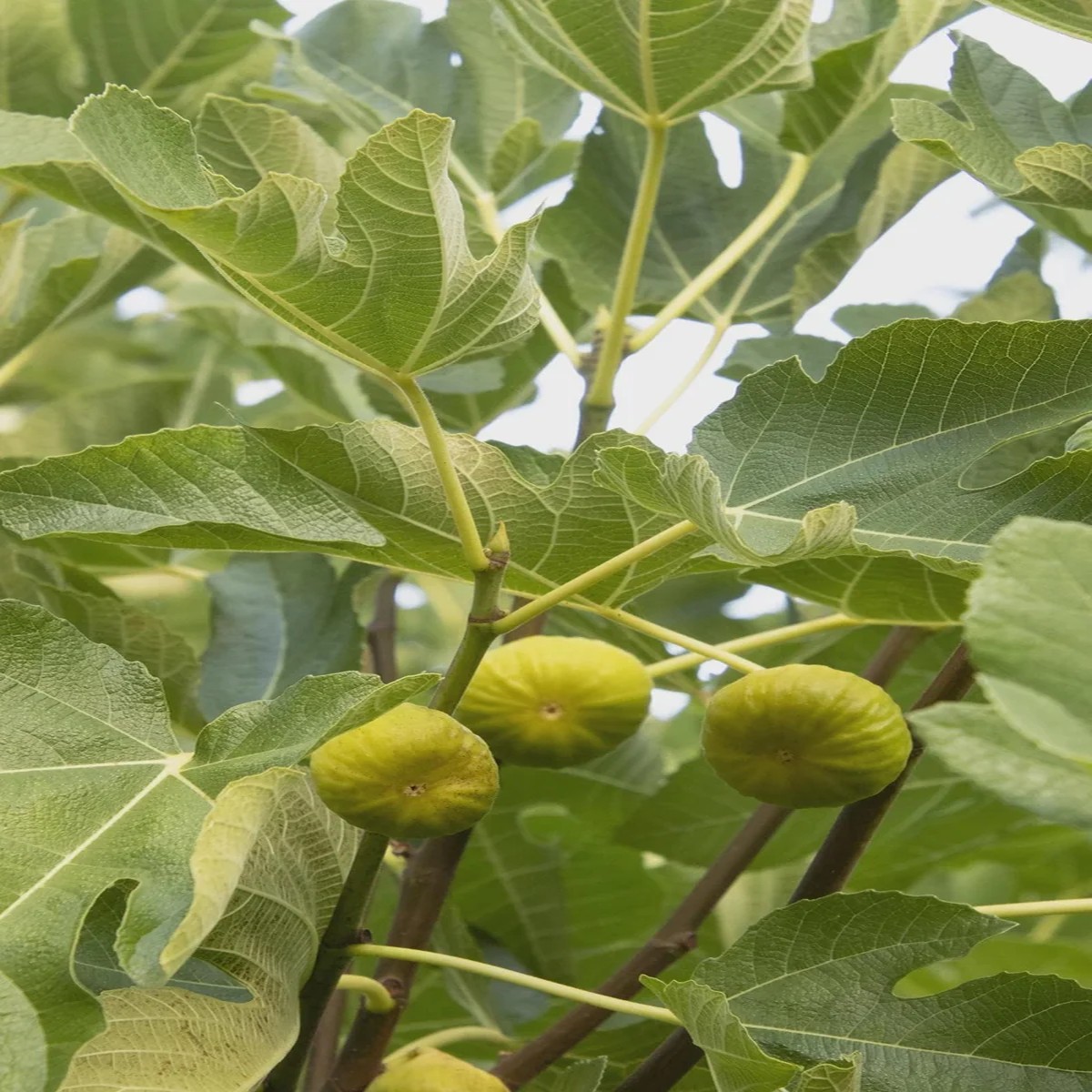 3 Kadota Fig Tree Starter Plug Live Plants - Ficus carica Kadota' for Sweet Fruit