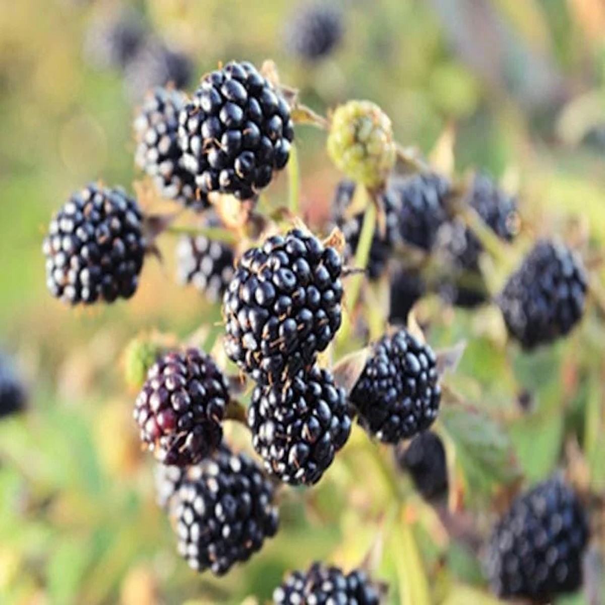 1 Chickasaw Blackberry Starter Plug - Rubus fruticosus Live Plant - Zones 5-9