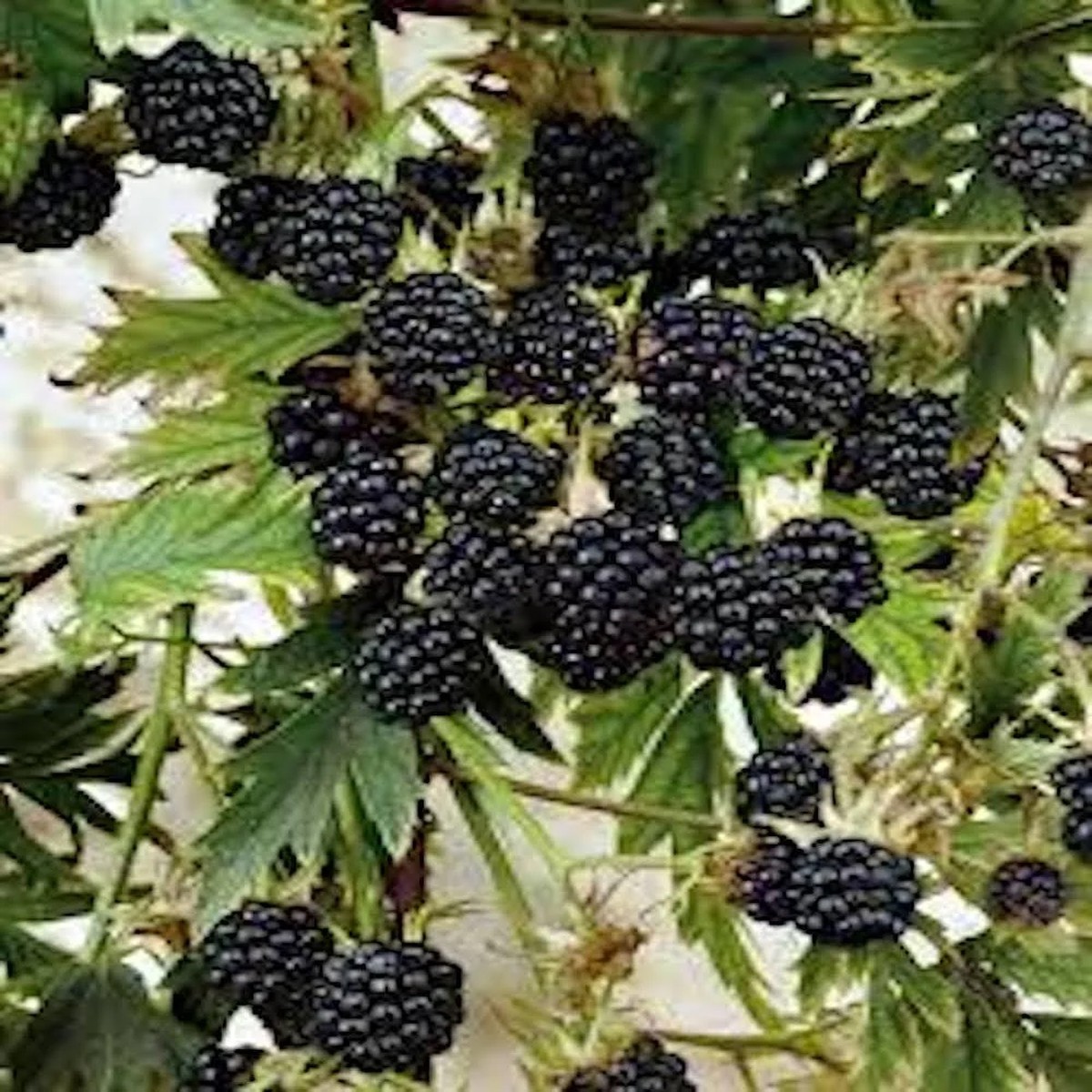 10 Natchez Blackberry Starter Plugs - Thornless Rubus Natchez' Live Plants