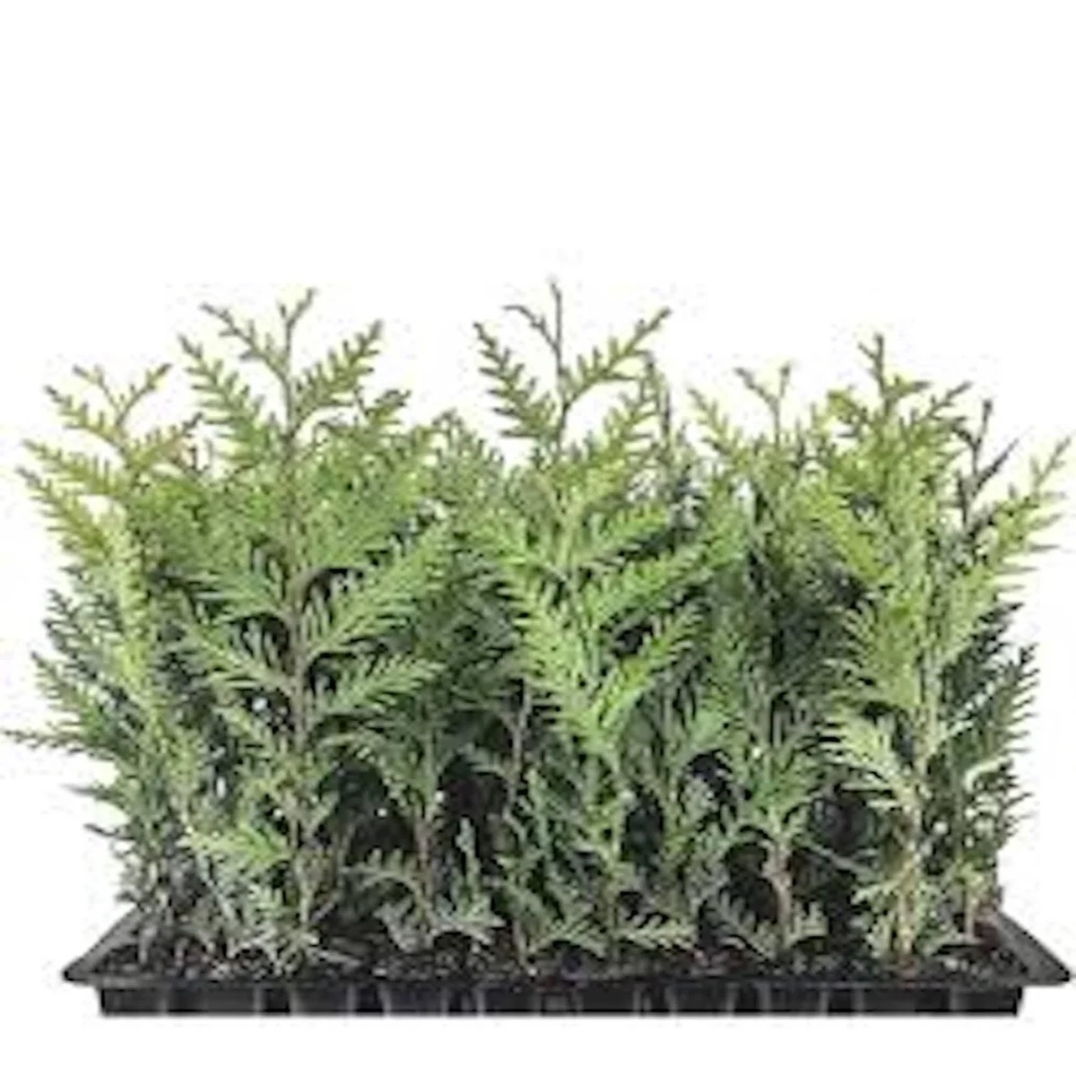 30 Emerald Green Arborvitae Tree Starter Plant Bare Root - Outdoor Privacy Evergreen