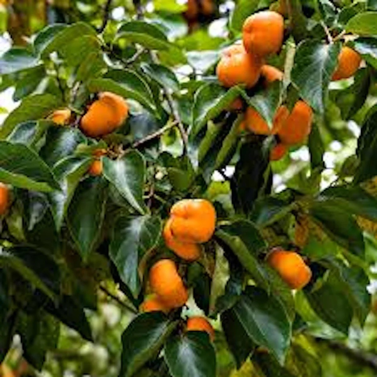5 American Persimmon Tree Bare Root Plants, 12-24in Tall Diospyros virginiana