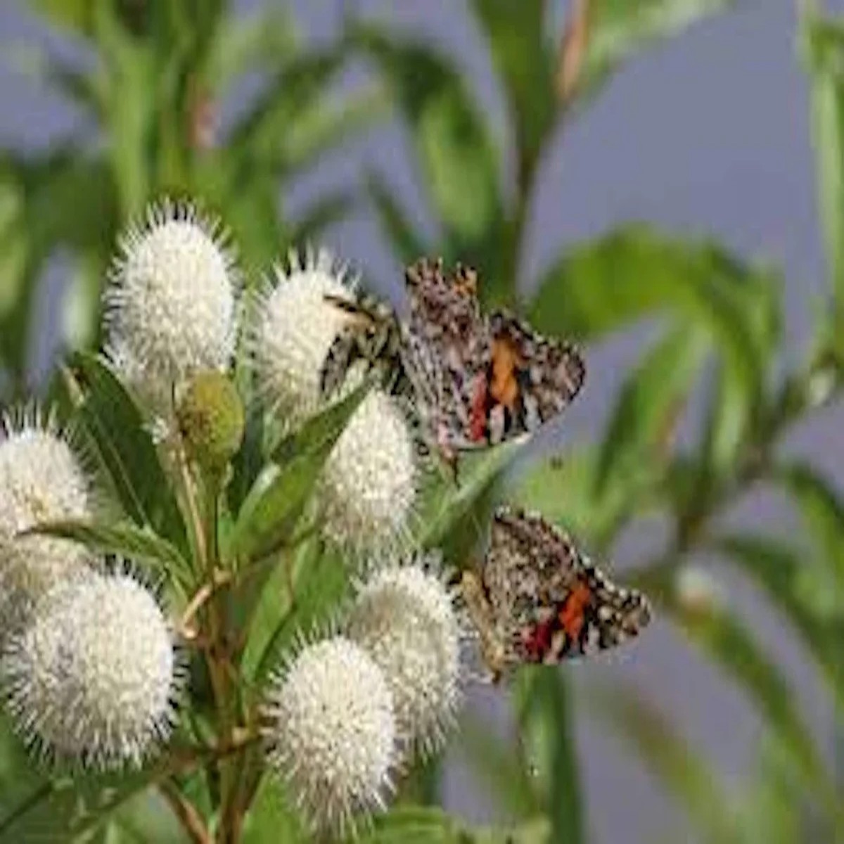 5 Buttonbush Plant 12-24in Tall Bare Root Shrub Cephalanthus occidentalis Outdoor