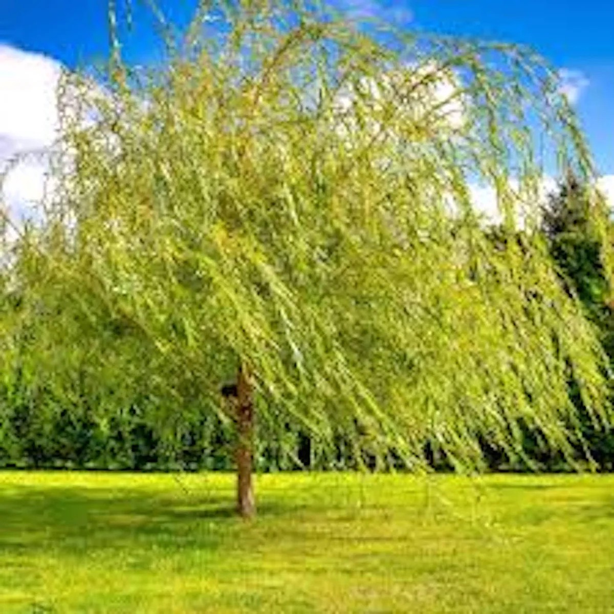 5 Weeping Willow Tree Live Plant - 12-24in Tall Bare Root Salix babylonica Outdoor Screening Tree