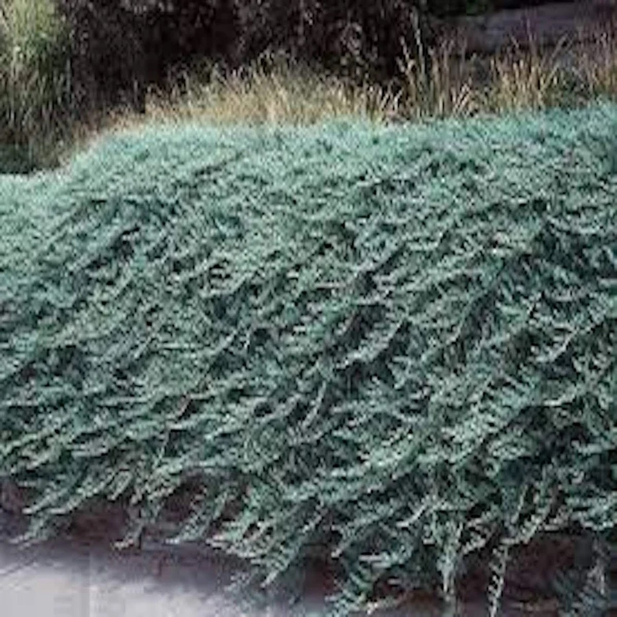 Blue Rug Juniper Shrub - Juniperus horizontalis Wiltonii' Live Plant - Groundcover