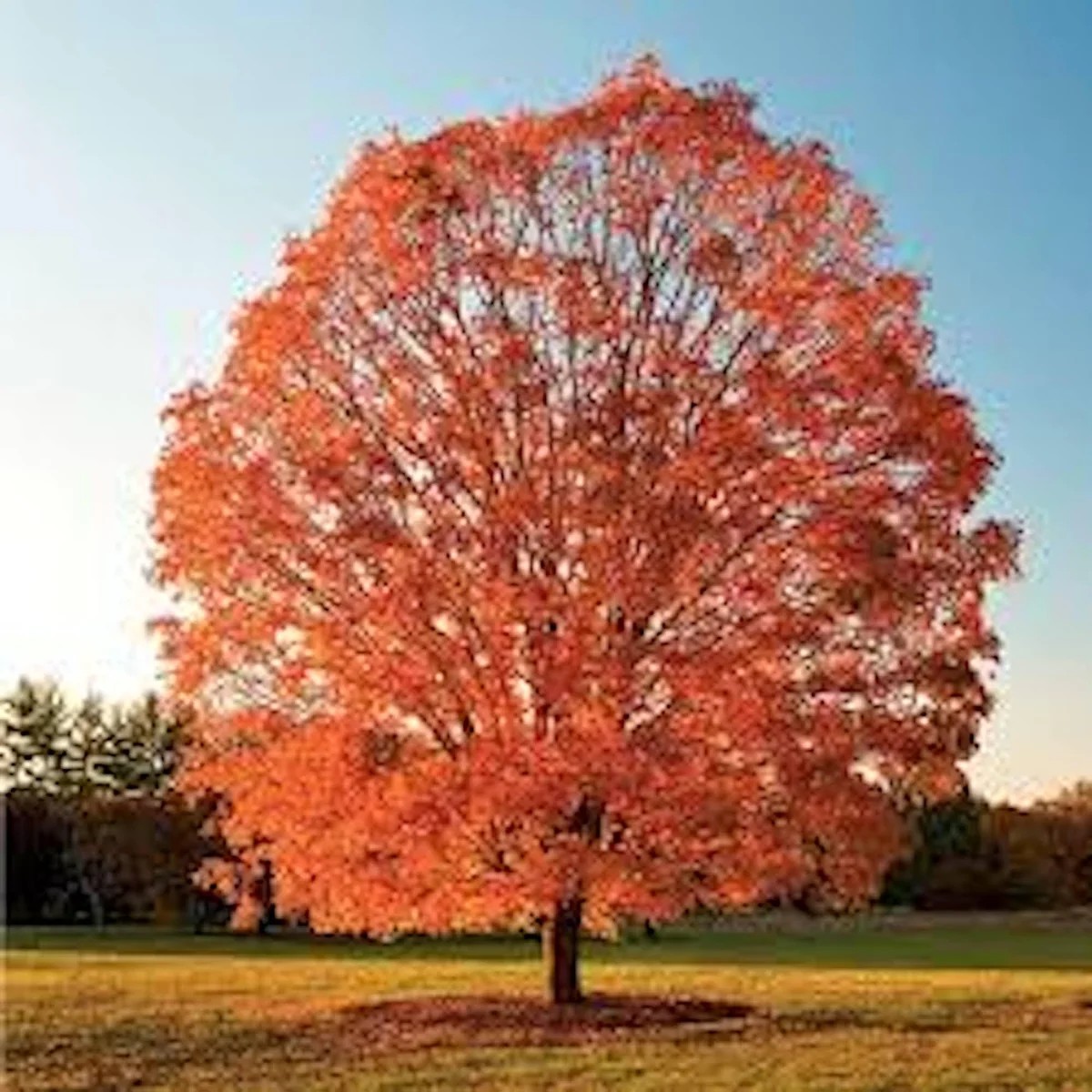 Sugar Maple Tree 12-24in Tall - Acer saccharum Bare Root Live Plant Outdoor