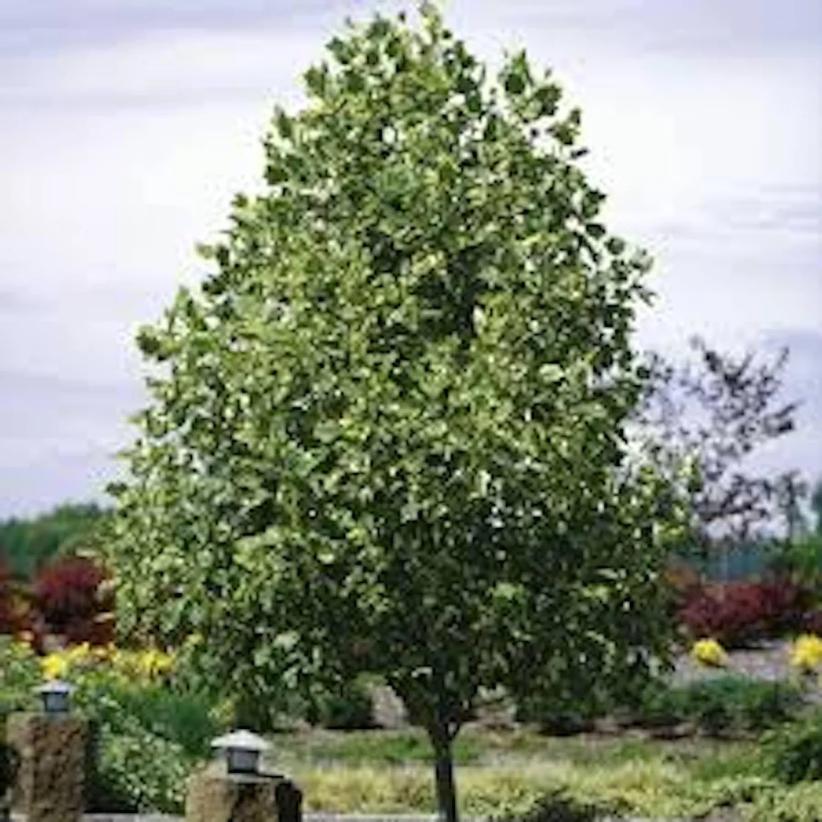 Tulip Poplar Tree 12-24in Bare Root - Fast Growing Live Plant