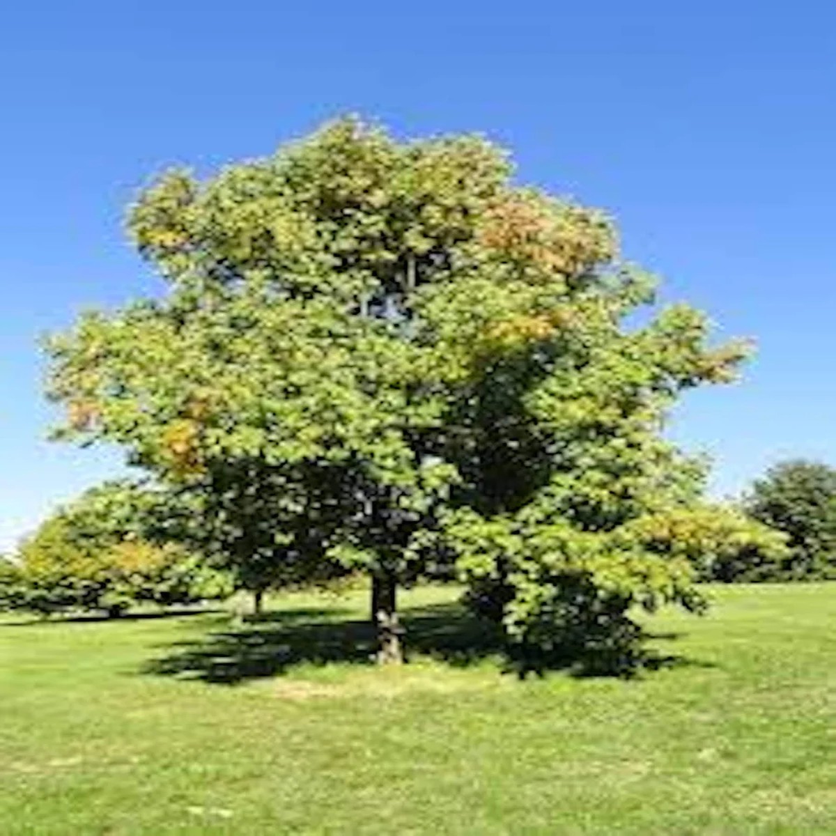 White Ash Tree Live Plant 12-24in Bare Root Fraxinus americana Outdoor