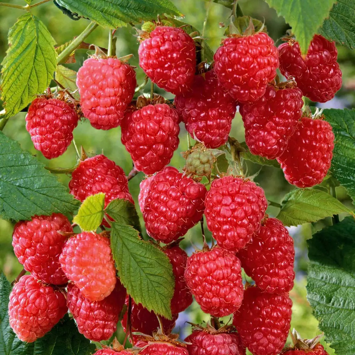 1 Cascade Delight Red Raspberry Starter Plug - Rubus idaeus Live Plant, Sweet Berries, Root Rot Resistant