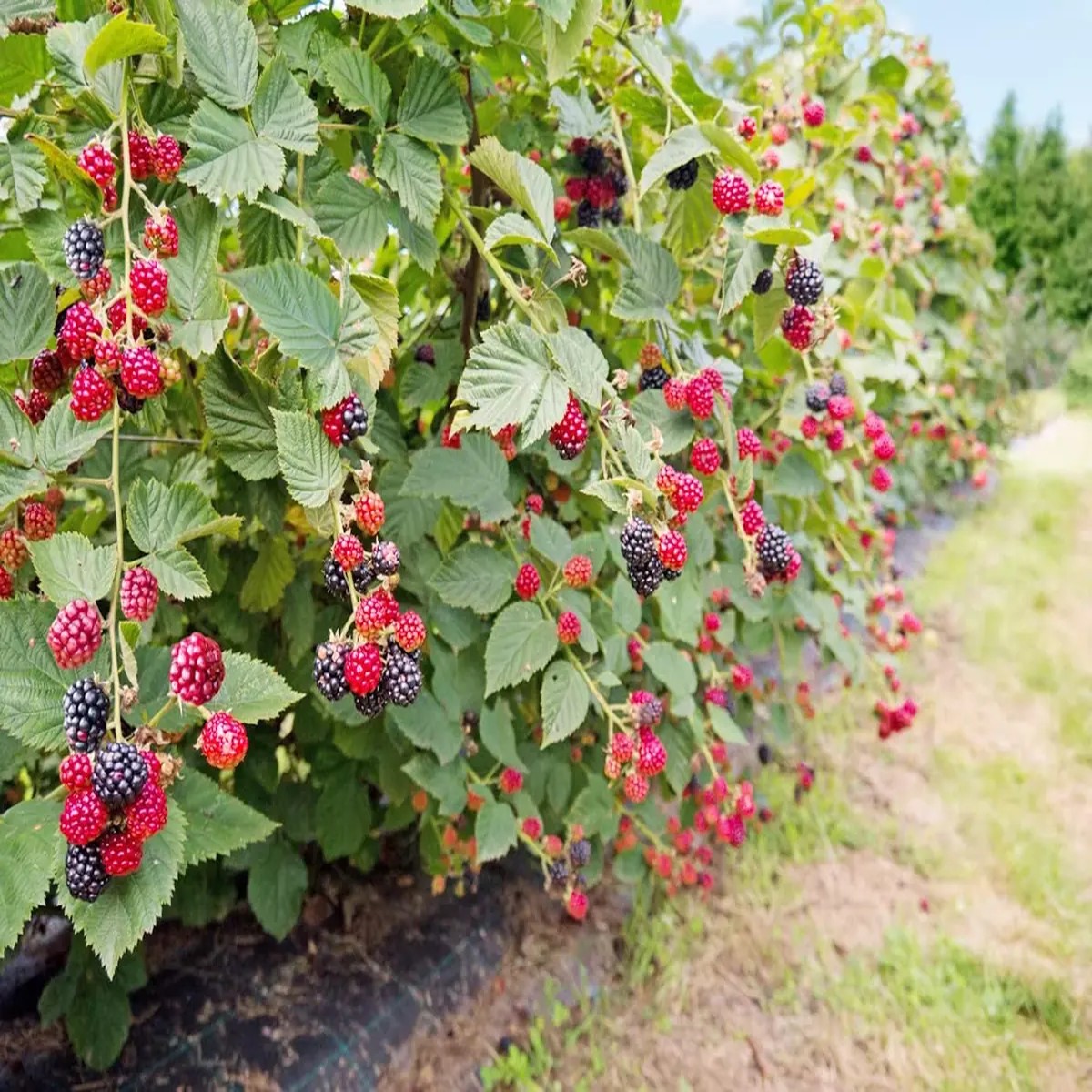 10 Caddo Blackberry Live Plant Starter Plugs - Thornless Fruit Bush, USDA Zones 5-9