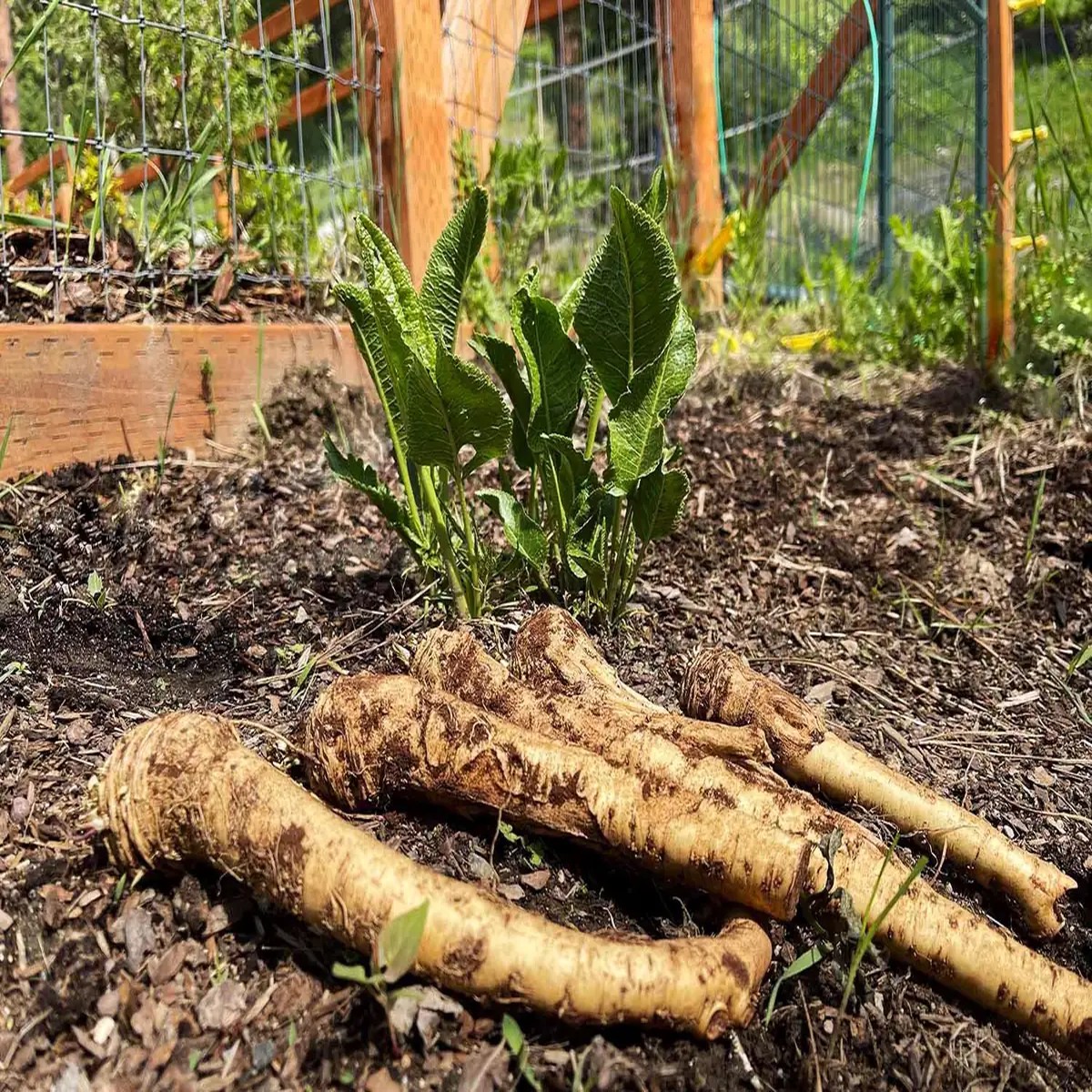 10 Horseradish Bare Roots - Armoracia rusticana Perennial Plant for Home Garden