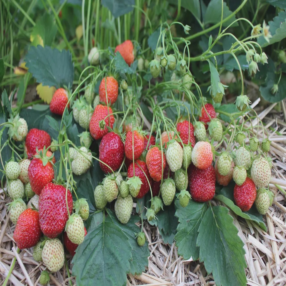 100 Sparkle Strawberry Bare Roots - Cold-Hardy, Sweet June-Bearing Fragaria ananassa