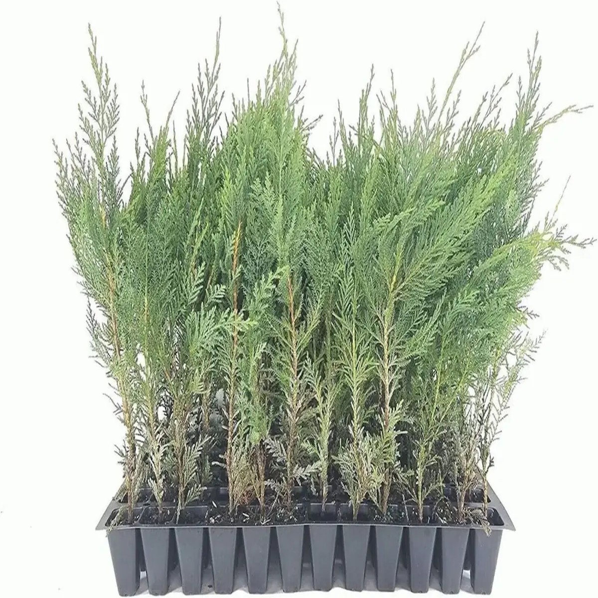 20 Murray Cypress Tree Seedlings - Fast Growing Evergreen Privacy Plant - Outdoor