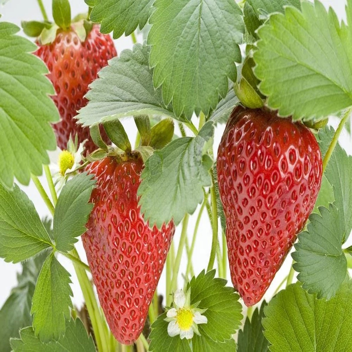 5 Chandler Strawberry Bare Roots - Fragaria x ananassa - High-Yielding, Sweet Berries