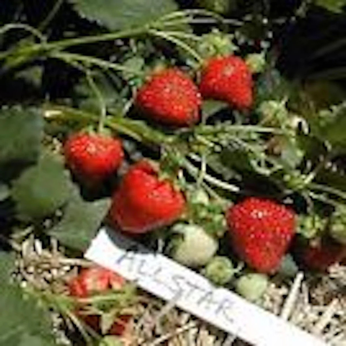 50 Allstar Junebearing Strawberry Plant Fragaria ananassa Perennial Fruit Plant Outdoor