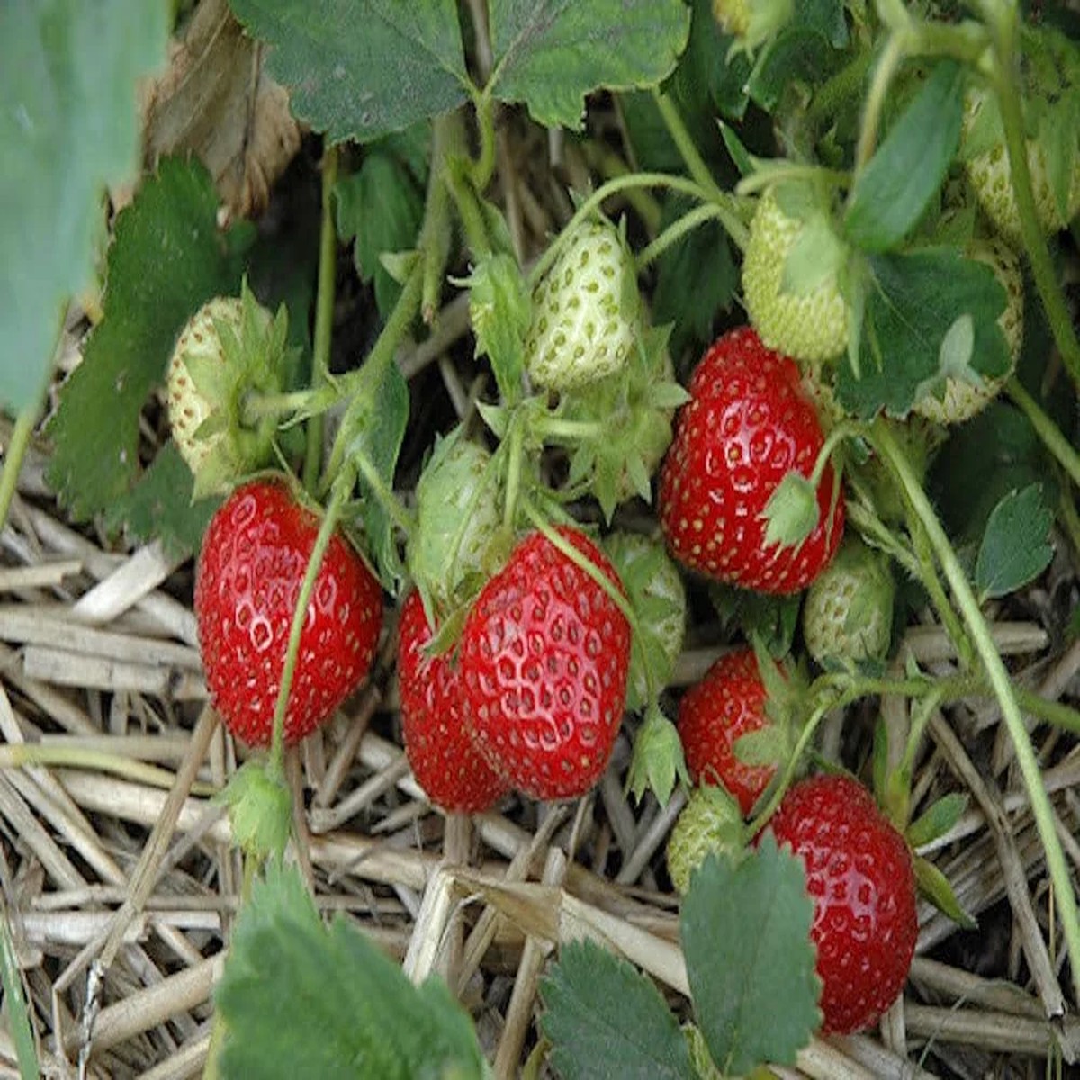50 Cardinal Strawberry Bare Roots - Fragaria ananassa - June-Bearing Fruit Plants