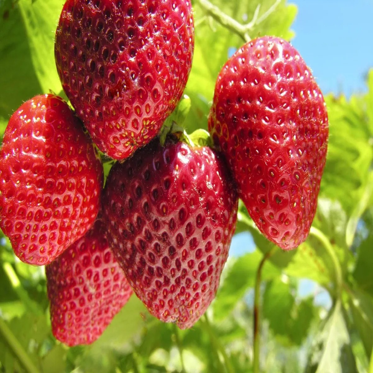 50 Sequoia Strawberry Bare Roots - Fragaria x ananassa - Sweet, Prolific Fruiting Plants