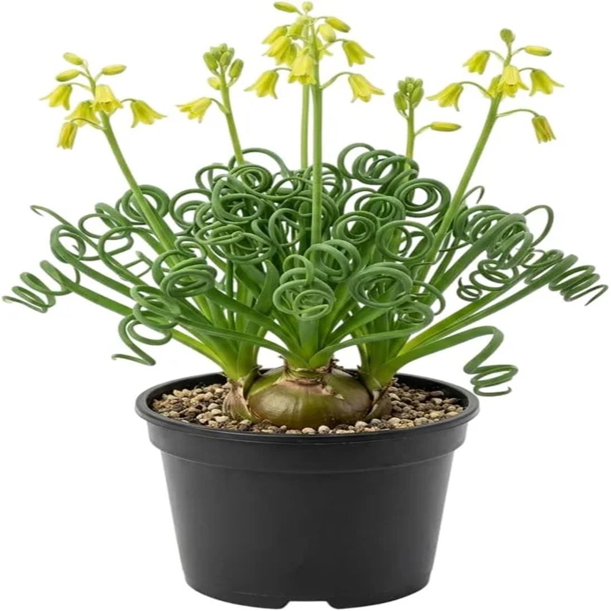 Albuca Spiralis Live Plant - Frizzle Sizzle Curly Succulent in 4 Inch Pot