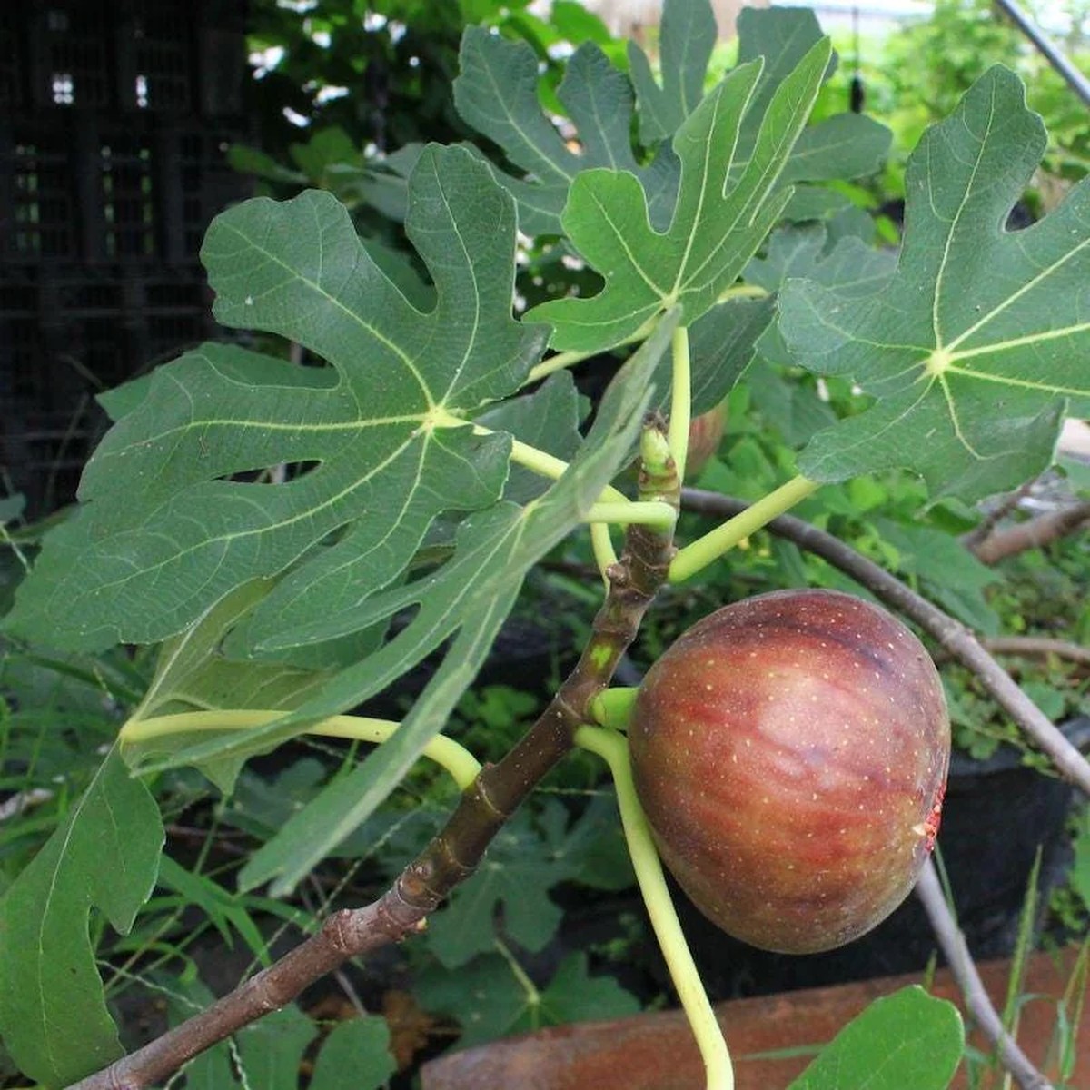 Dwarf Beer's Black Fig Tree Live Plant Ficus carica Beer's Black' Starter Plug