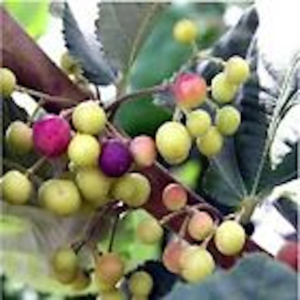 10 Sherbet Berry Starter Plants - Grewia Asiatica Live Fruit Plant, Edible
