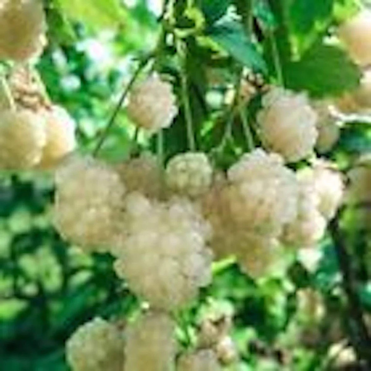 10 Snowbank White Blackberry Plant Starters - Rubus Perennial Fruit Bearing Bush