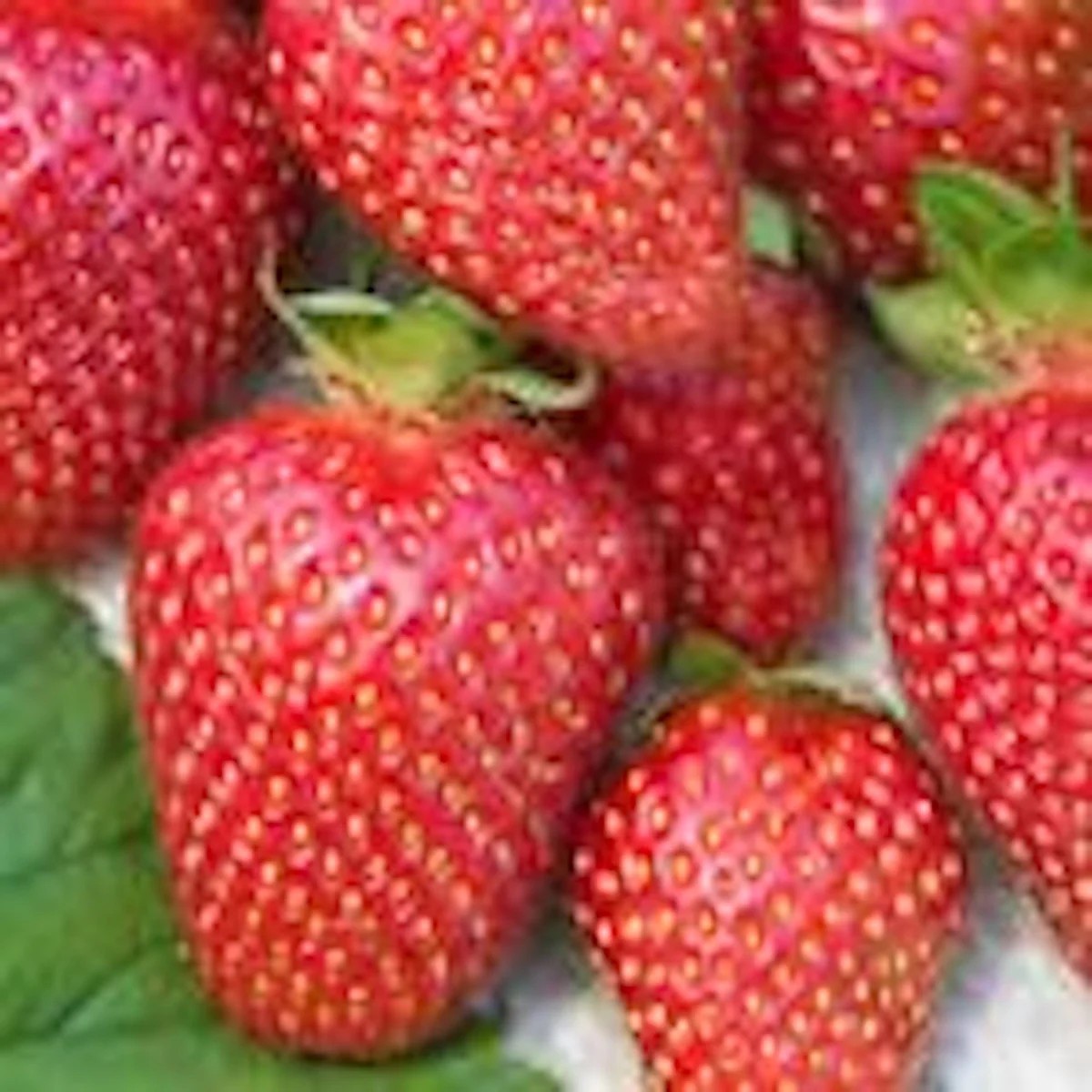 10 Tennessee Beauty Strawberry Plant - Junebearing Perennial Fruit Live Plant