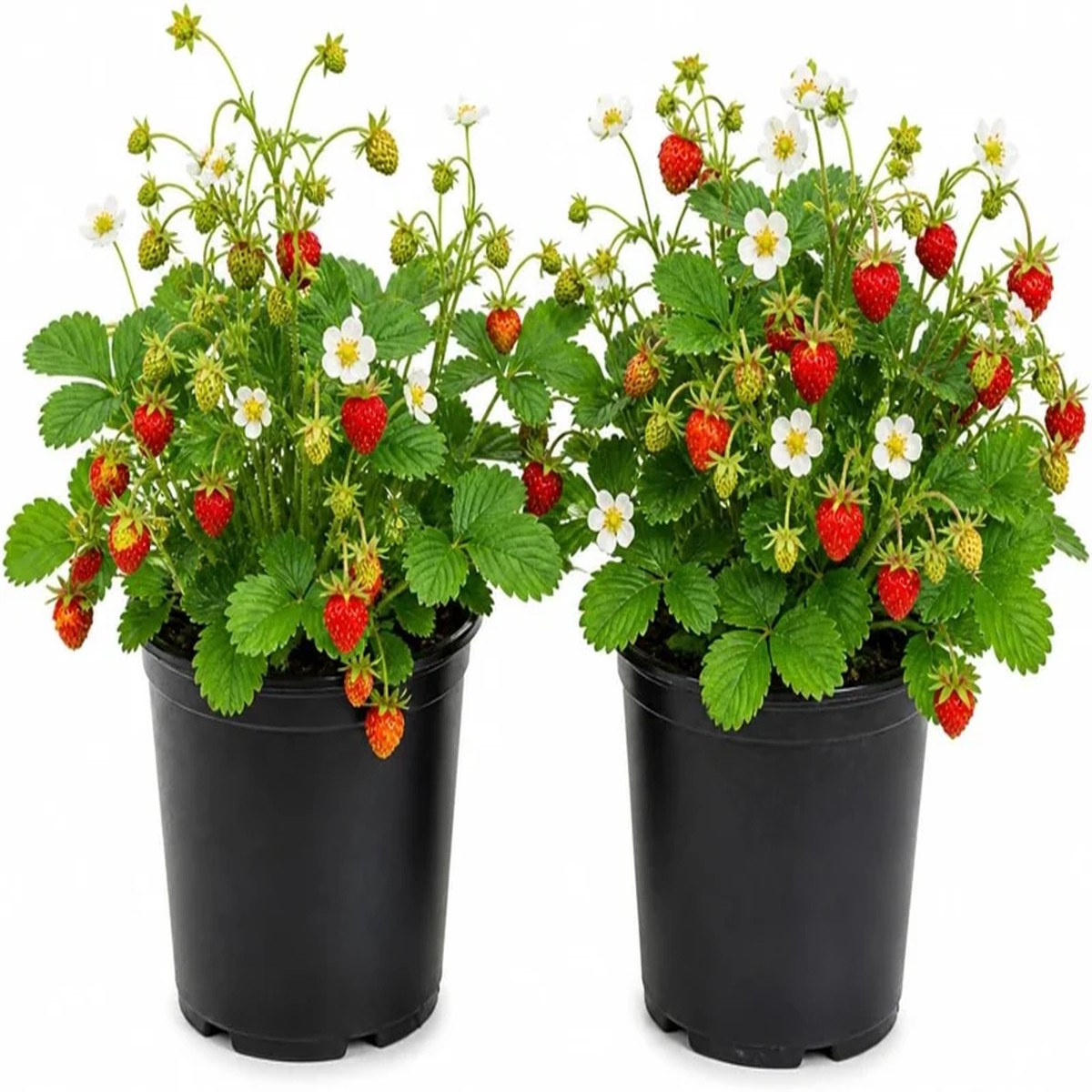 2 Pack Wild Strawberry Live Plants, Fragaria Virginiana, Red Strawberries, 3 Inch Pot, Winter Hardy