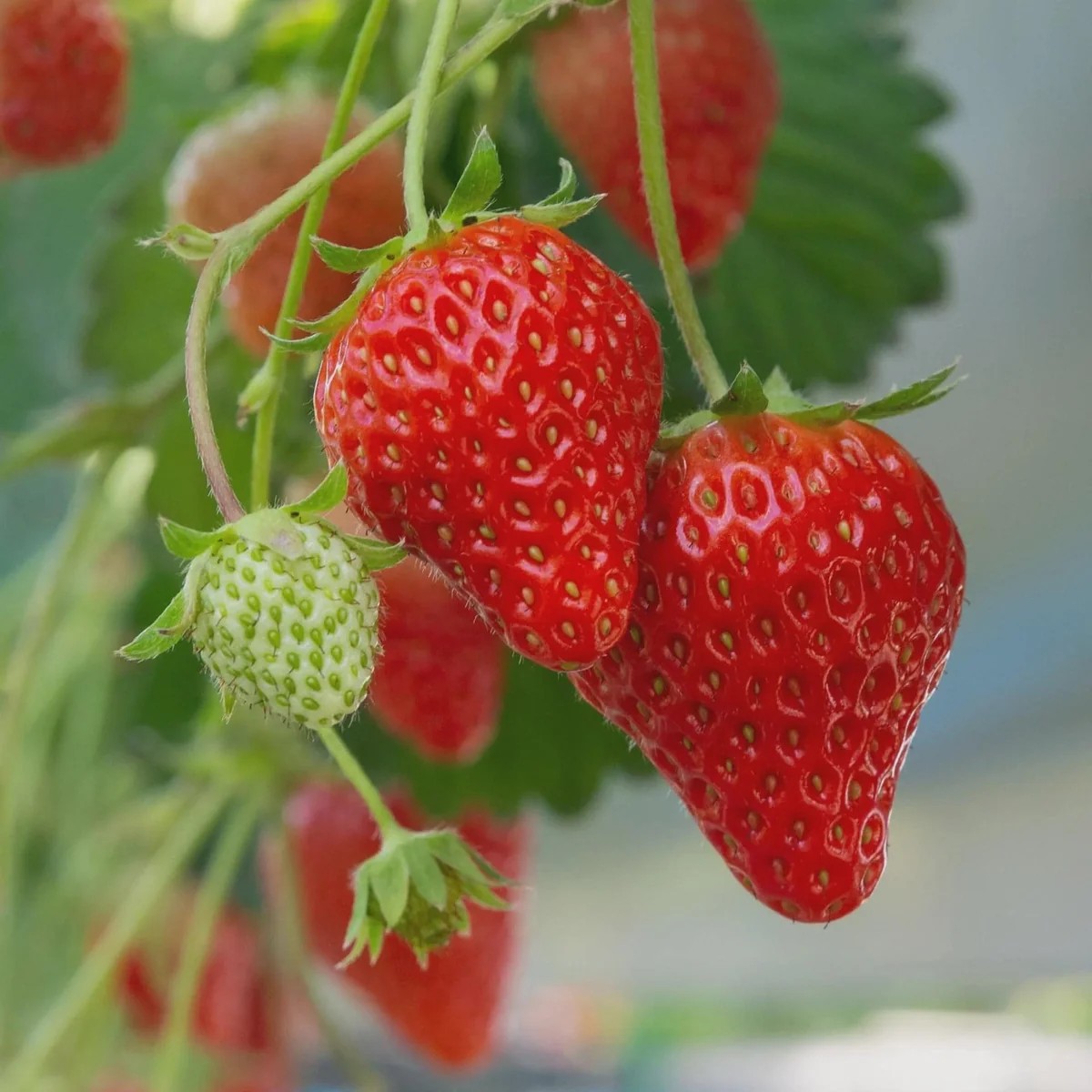 20 Ogallala Strawberry Bare Roots - Everbearing Fruit Plant for Gardens