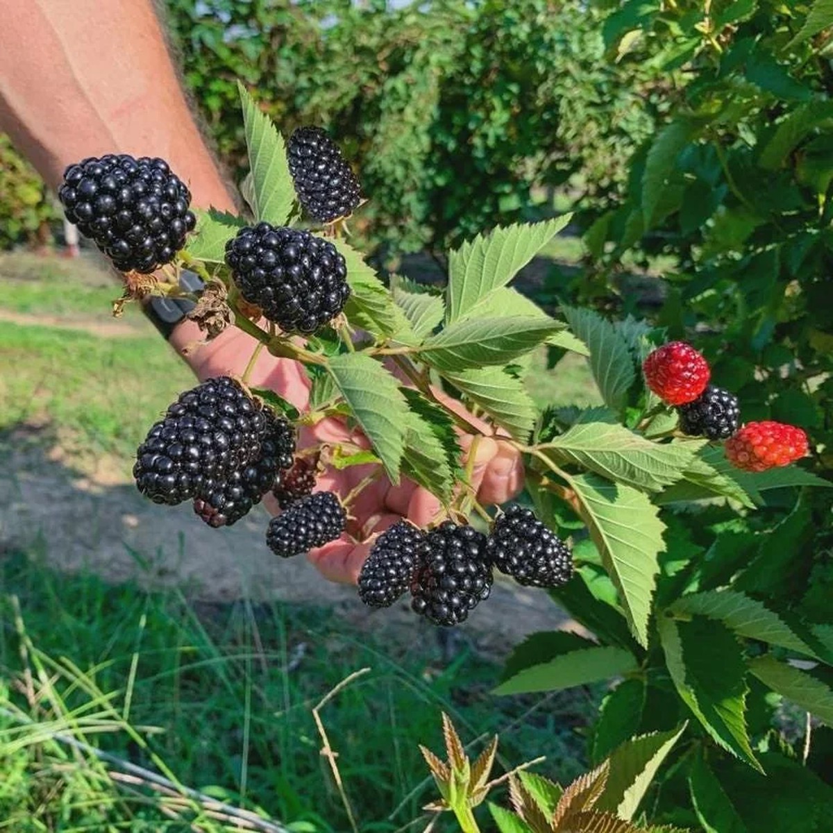 5 Kiowa Blackberry Starter Plug - Live Plant - Large, Sweet Berries - Zones 6-9