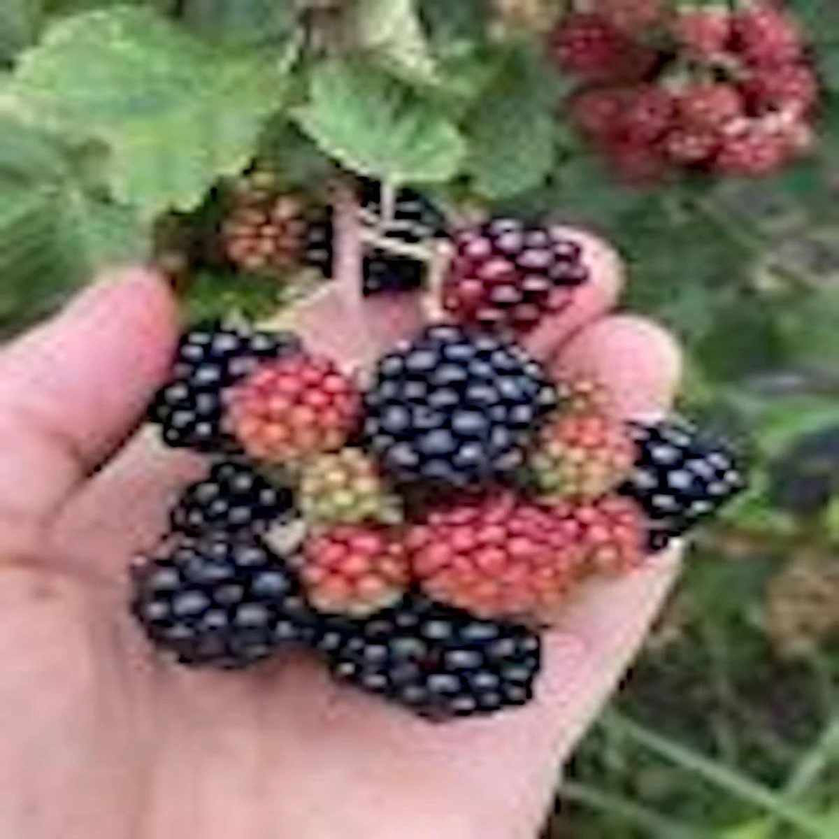 5 Sweetie Pie Blackberry Bare Root Plants - Rubus Fruit Perennial