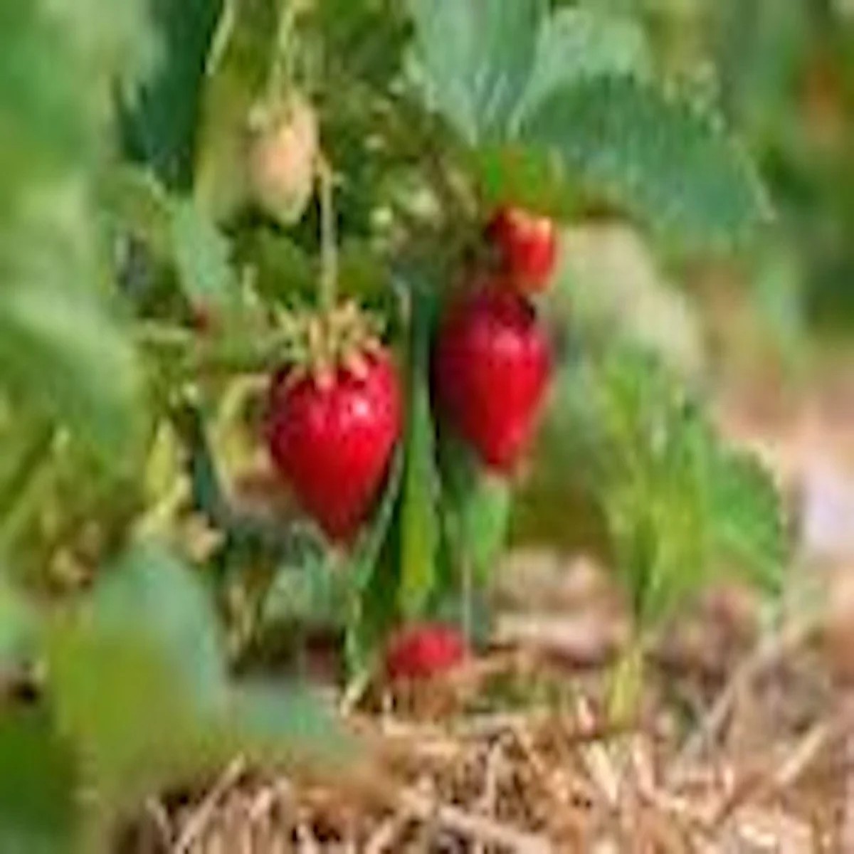 50 Ozark Beauty Everbearing Strawberry Plant Bare Root Fruit Plant Outdoor